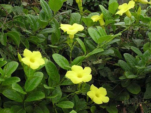 Pentalinon_luteum .jpg - Pentalinon luteum : dây Huỳnh đệ. Loài mới nhập, hoa giống cây Huỳnh anh nên mấy chỗ bán hoa đặt cho cái tên là Huỳnh đệ !